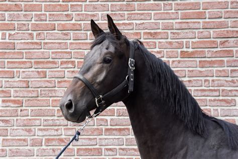 hermes hengst nakomelingen|Nakomelingen hengst Hermes .